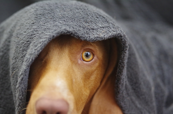 These are not the dogs you're looking for