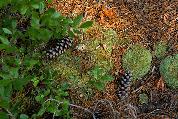 Two Pine Cones