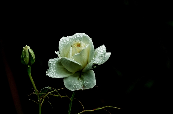 white rose
