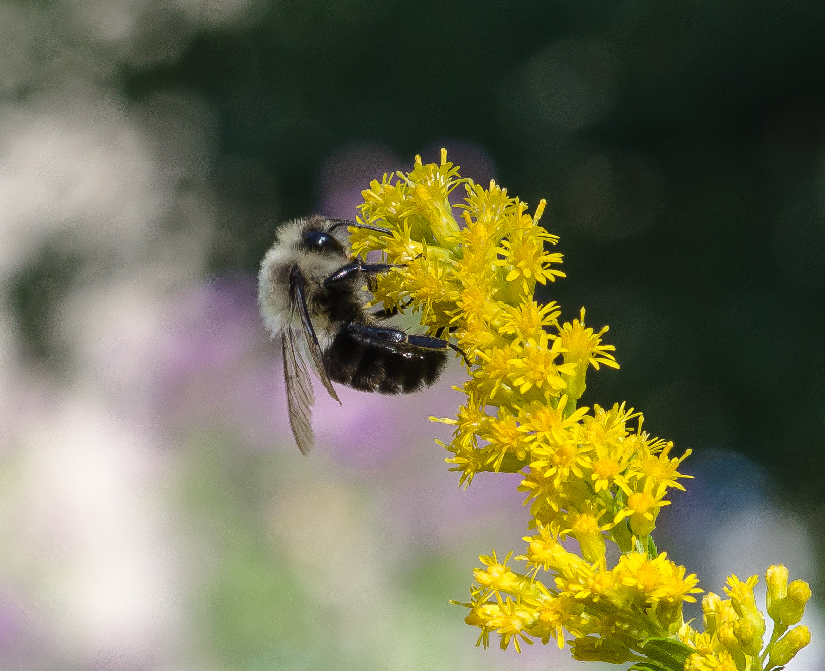 Honey Bee Stocking Up