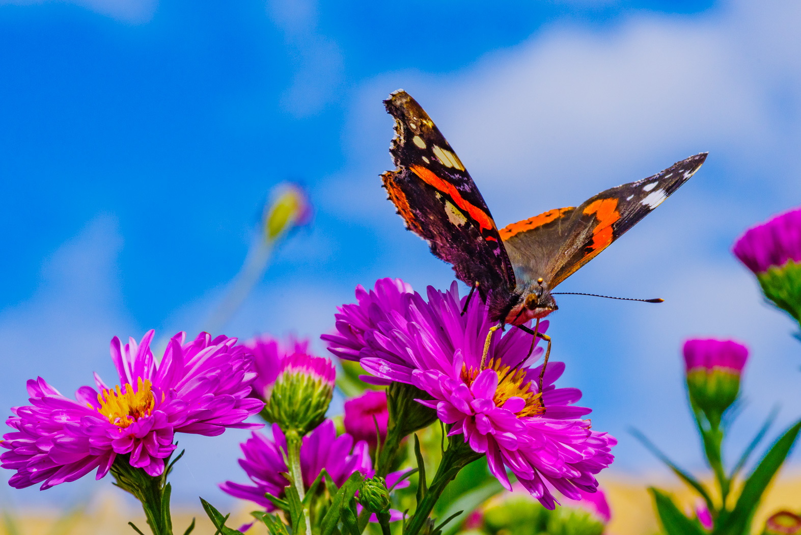 Red Admiral
