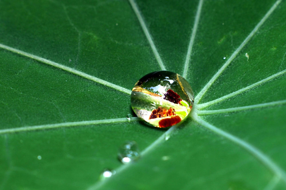 A nasturtium leaf