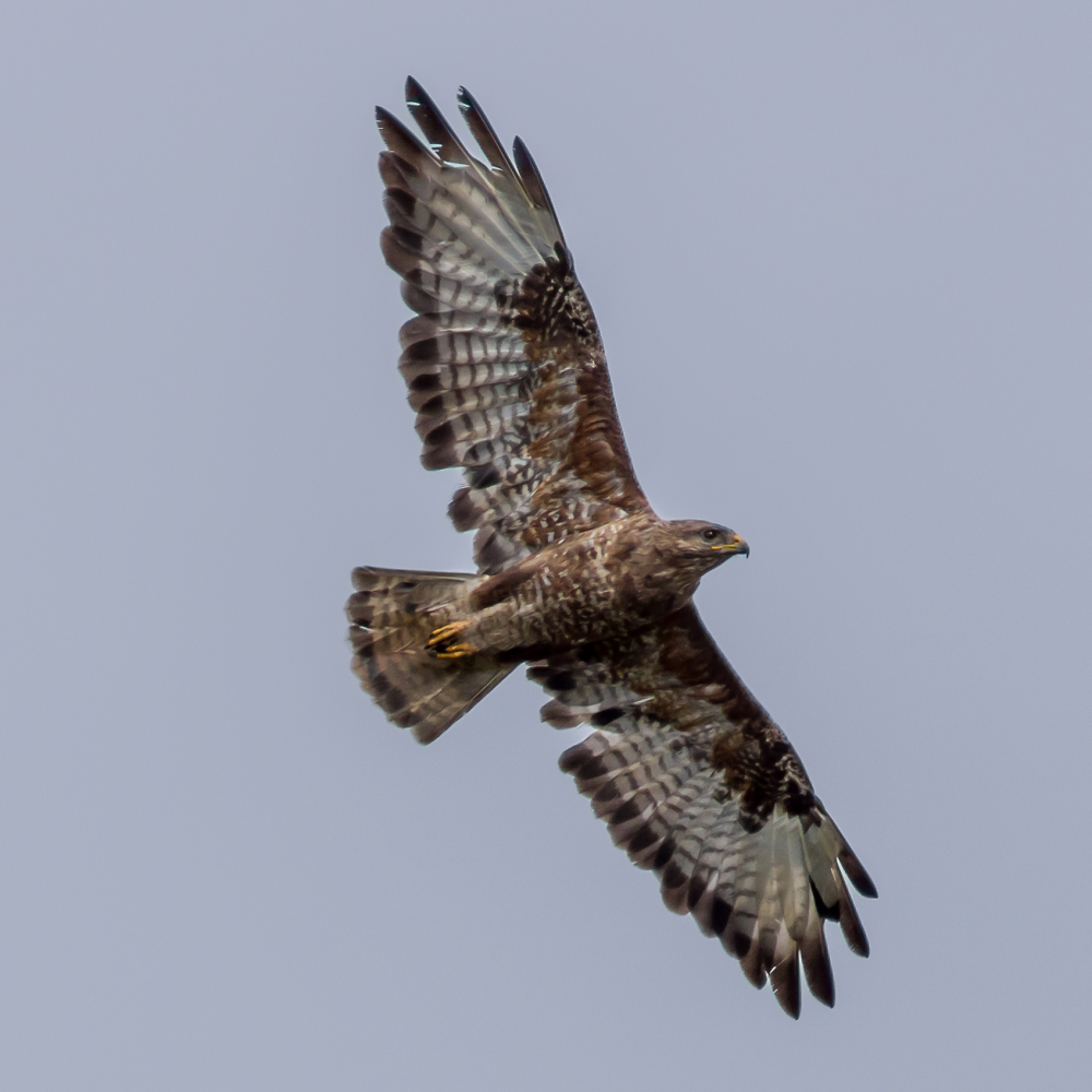 Buzzard by tomkeet - Pentax User