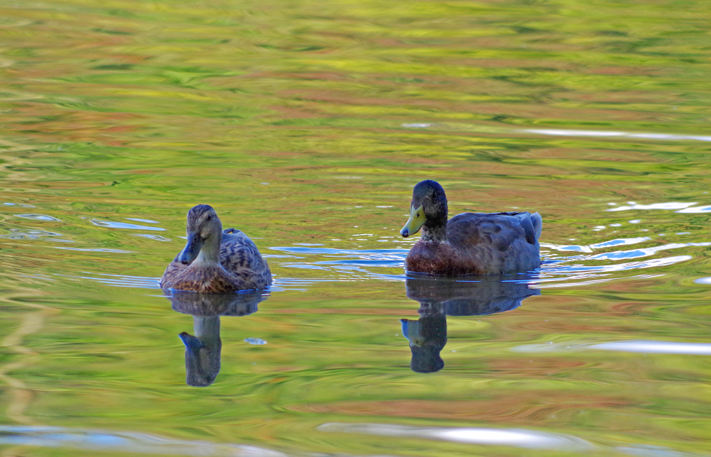 Ducks in Autumn