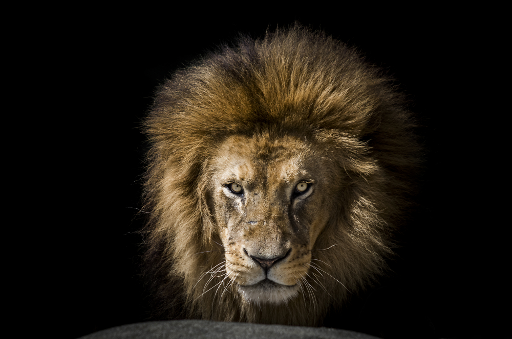 King of the Jungle
