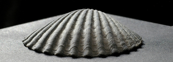 A black scallop shell
