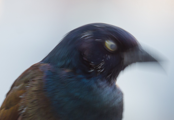 Angry Bird
