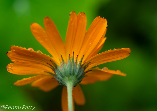 Autumn flowers