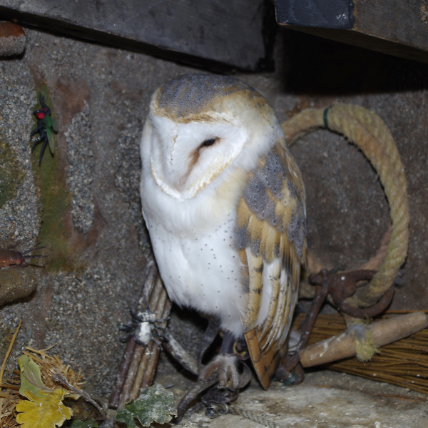 Barn owl