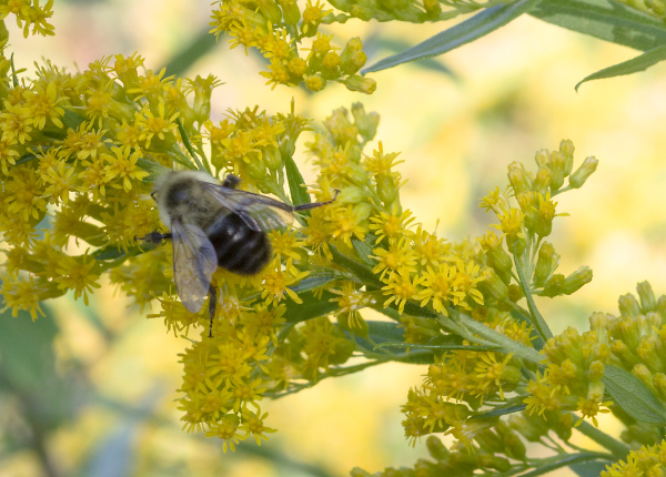 Bee in Paradise