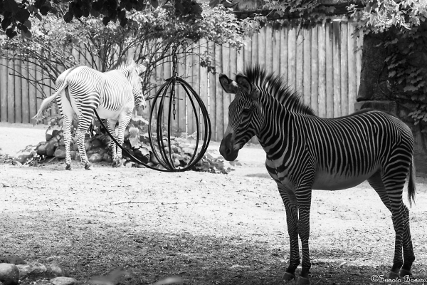 Black and White