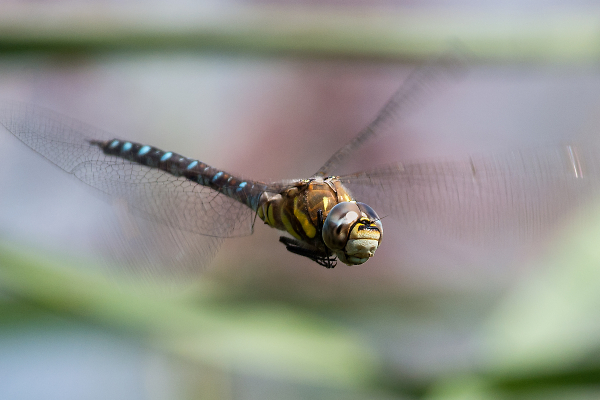 Blue Hawker