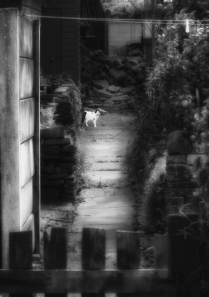 Could this be Giulio's cat again, he's travelled a fair distance