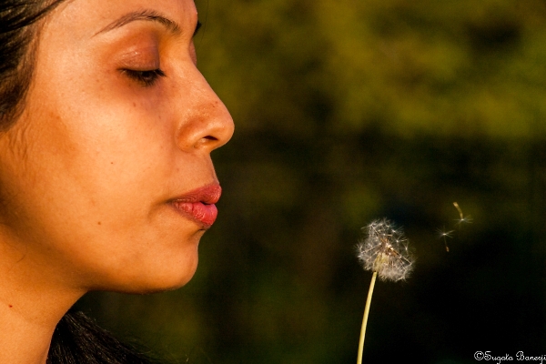 Dandelion Blowing