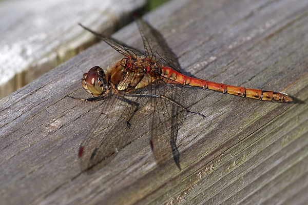 dragonfly