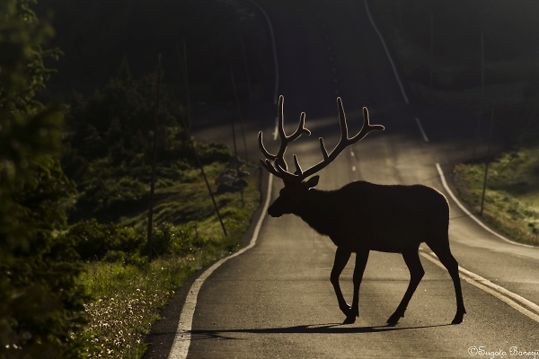 Early Morning Encounter