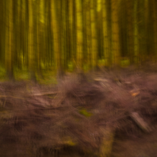 Evergreen Forest