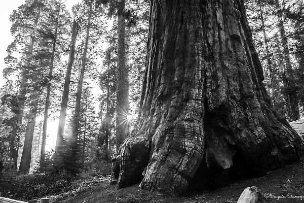 Giant Sequoias