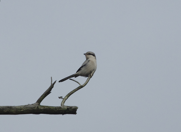 Great grey shrike