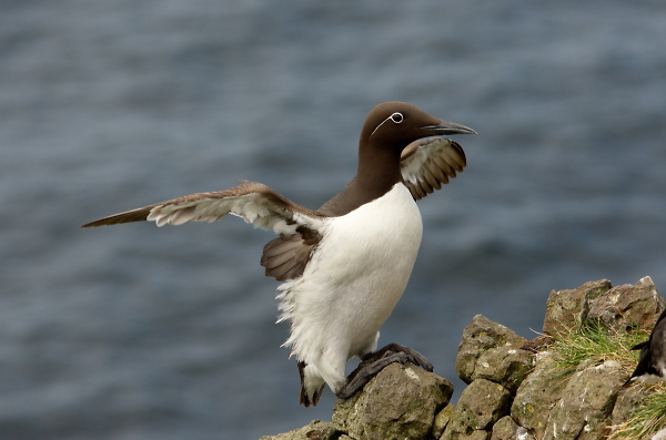 Guillemot