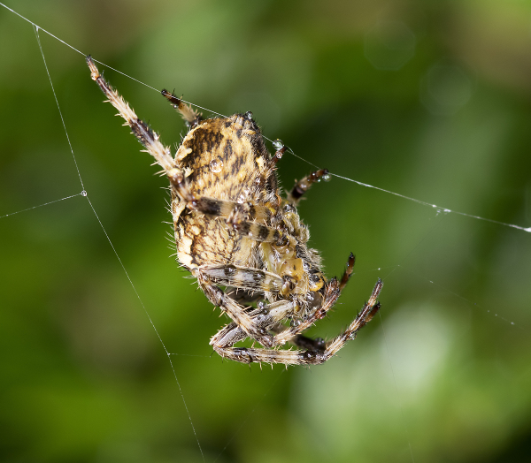 Just Hanging around