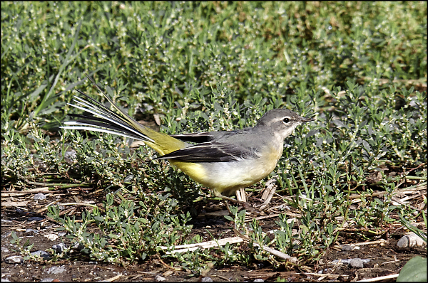 Juvenile Grey Wagtail