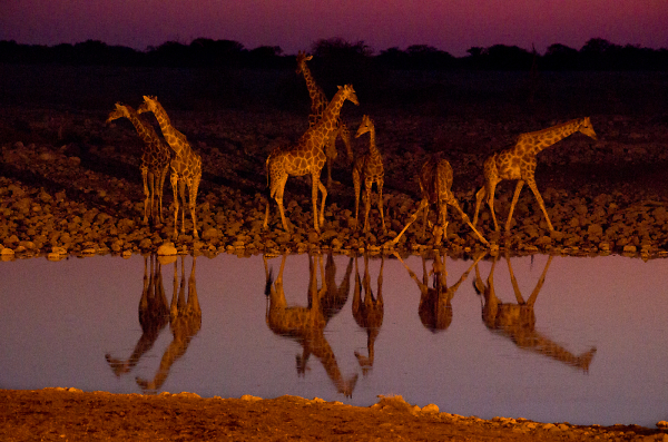 Night visitors to the water hole.