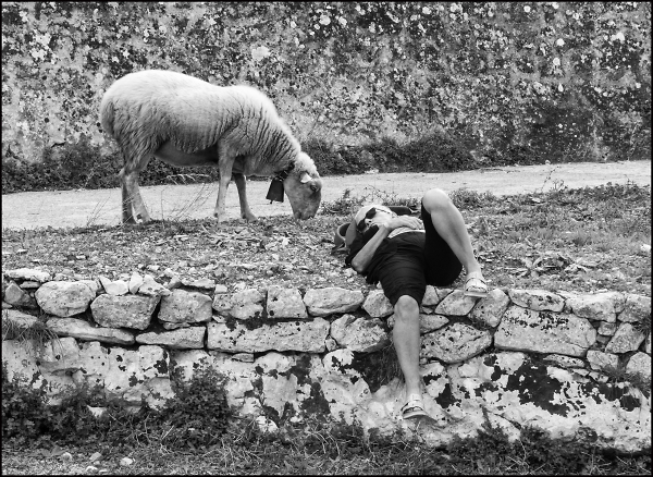 Sheep Grazing; Man Sleeping