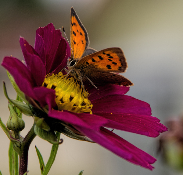 Small Copper Butterfly on Cosmos