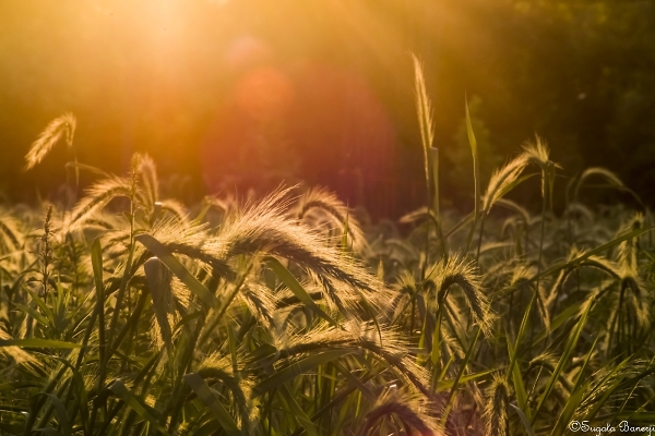 Summer Evening