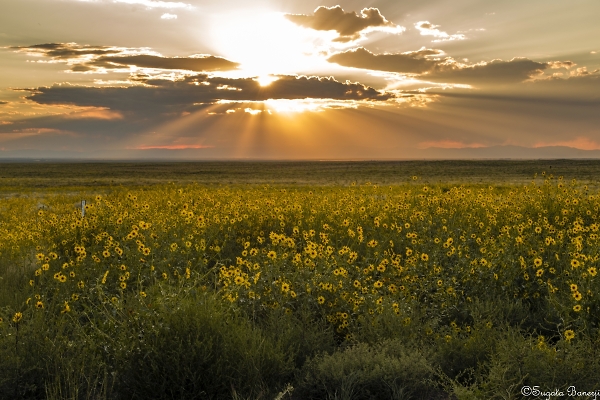 Sunflowers at Sunset