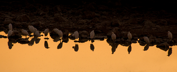 Sunset at the Water hole