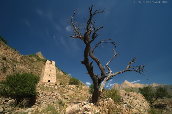 TREE AND WATCHTOWER