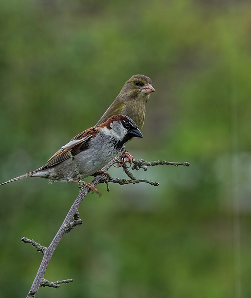 Two Finches