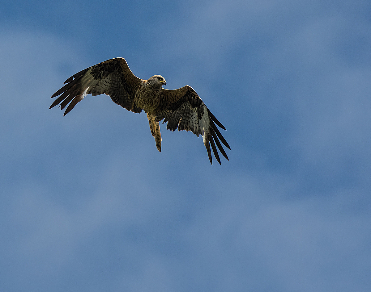 Another Red Kite