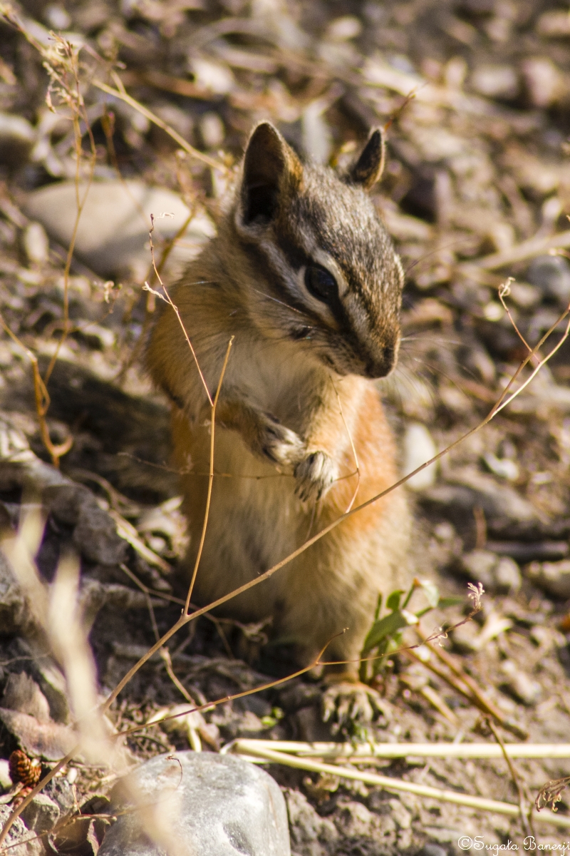 Chipmunk