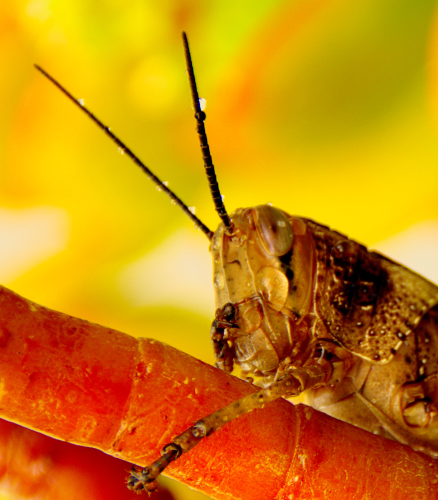 A grass hopper being annoyed by an ant in the rain