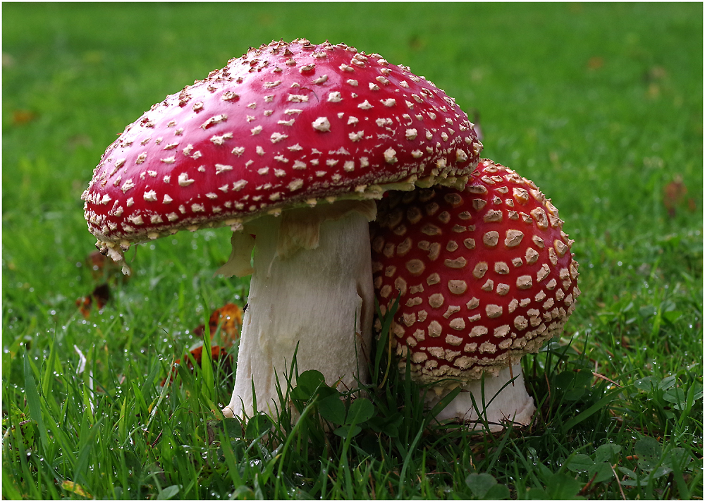 Fly Agaric