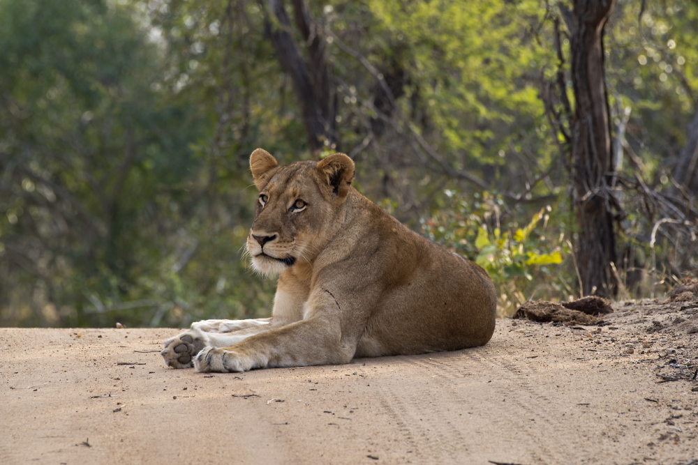 Lioness