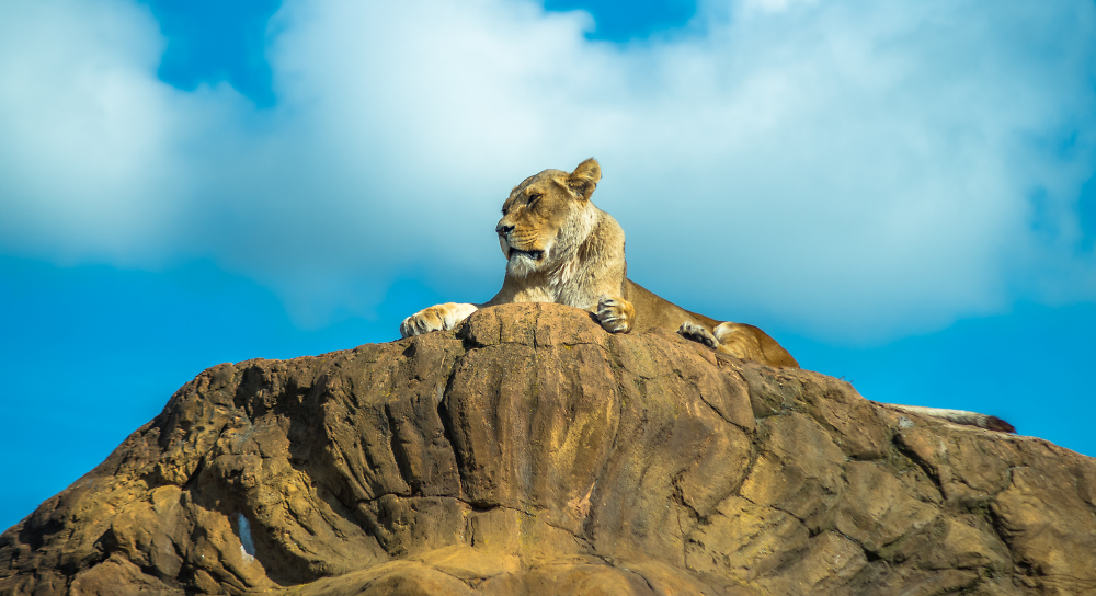 The lion king (almost)