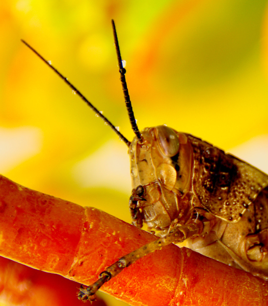 A grass hopper being annoyed by an ant in the rain