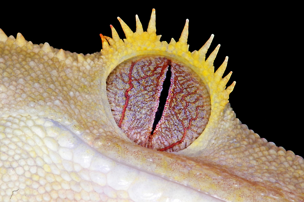 Baby Crested Geko