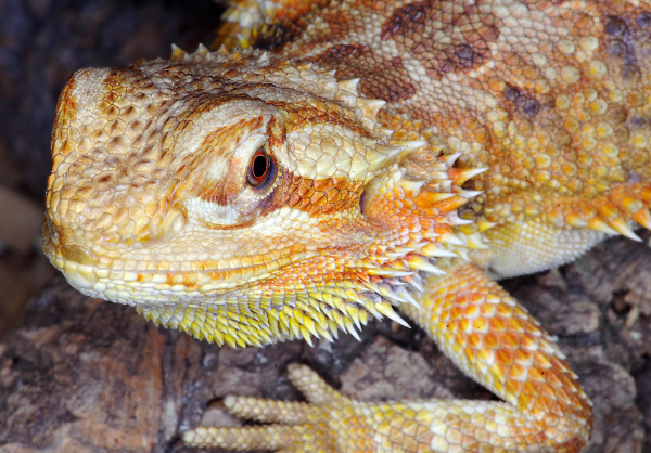 Bearded Dragon (I think)