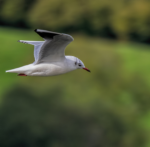 Black Headed Gull Winter Plumage
