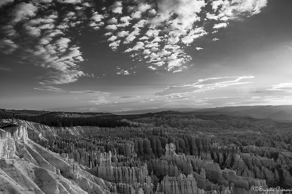 Bryce Canyon in Black & White