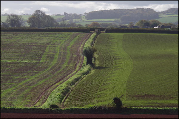 Devon Bank and fields