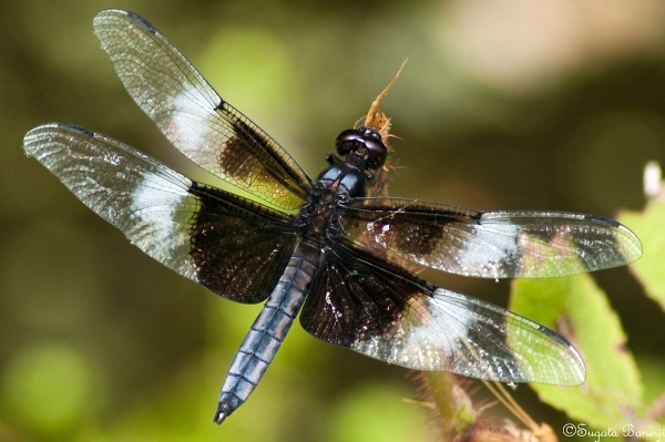 Dragonfly