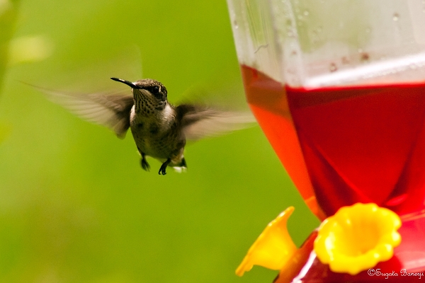 Feeding Hummingbird