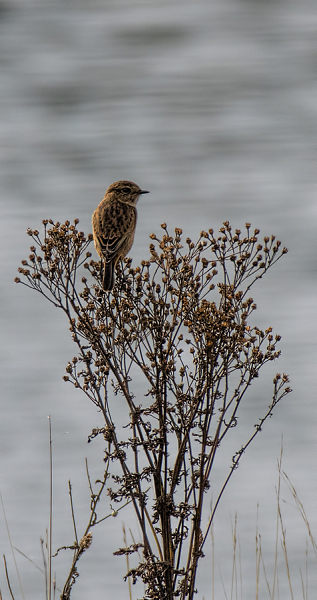 Female Stonechat 2