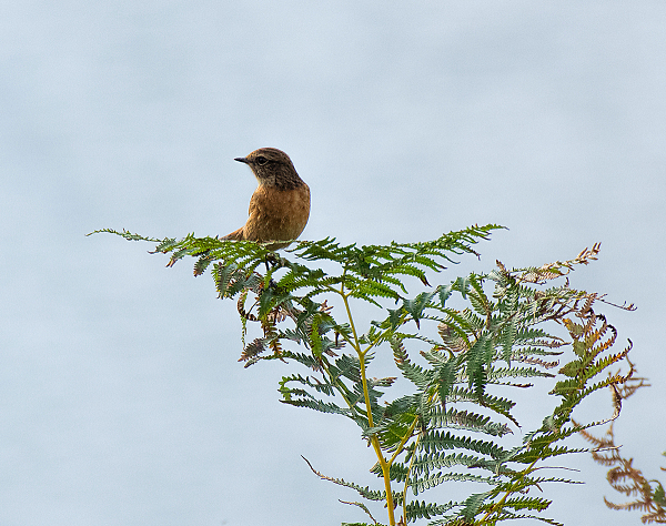 Female Stonechat